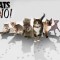 введение в котоводство - смотреть онлайн - 101 Cats - Animal Planet